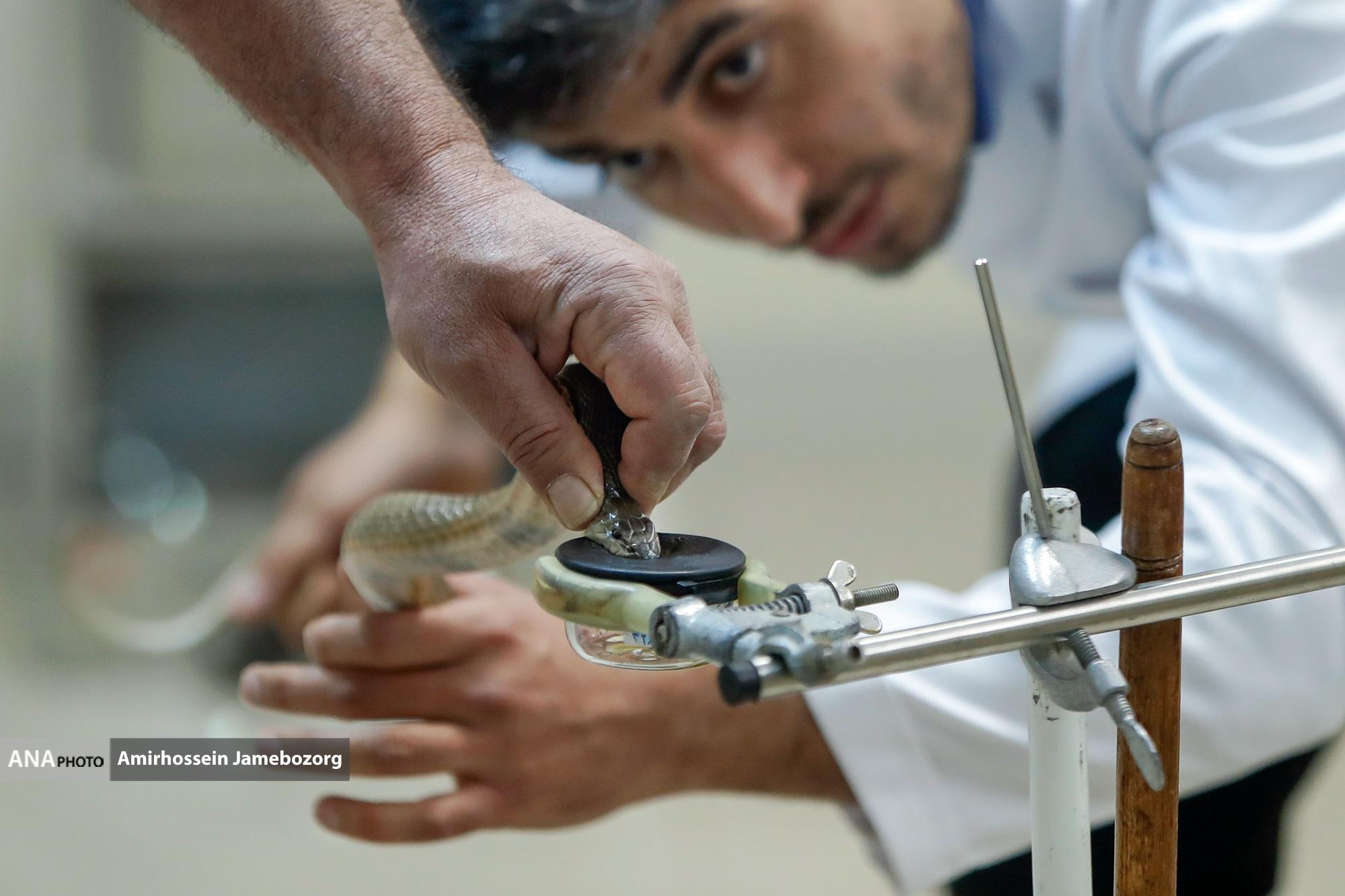 موسسه صدساله رازی/یک قرن