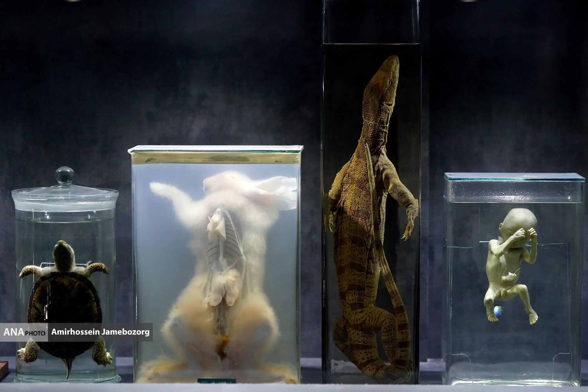 موسسه صدساله رازی/یک قرن