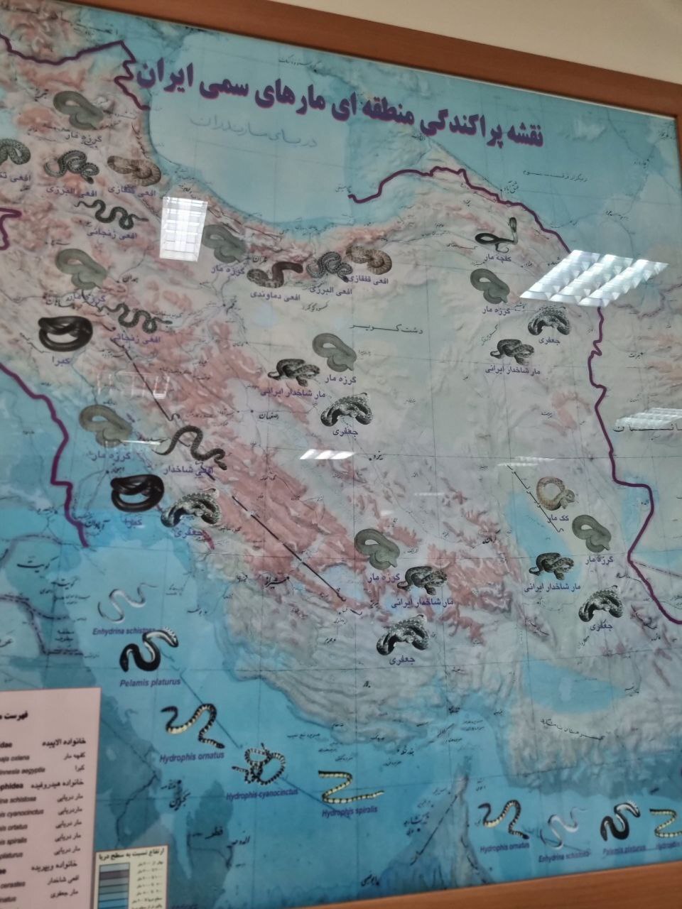 موسسه صدساله رازی/یک قرن