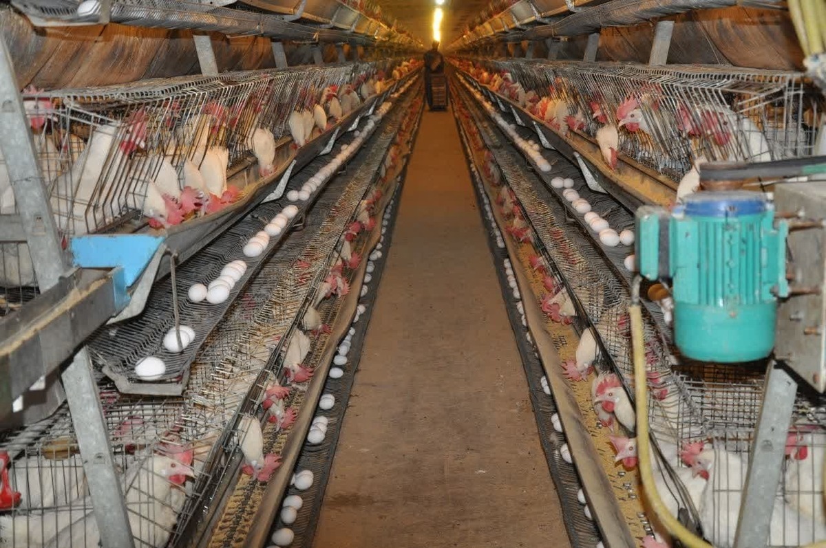 دانشگاه آزاد اسلامی واحد