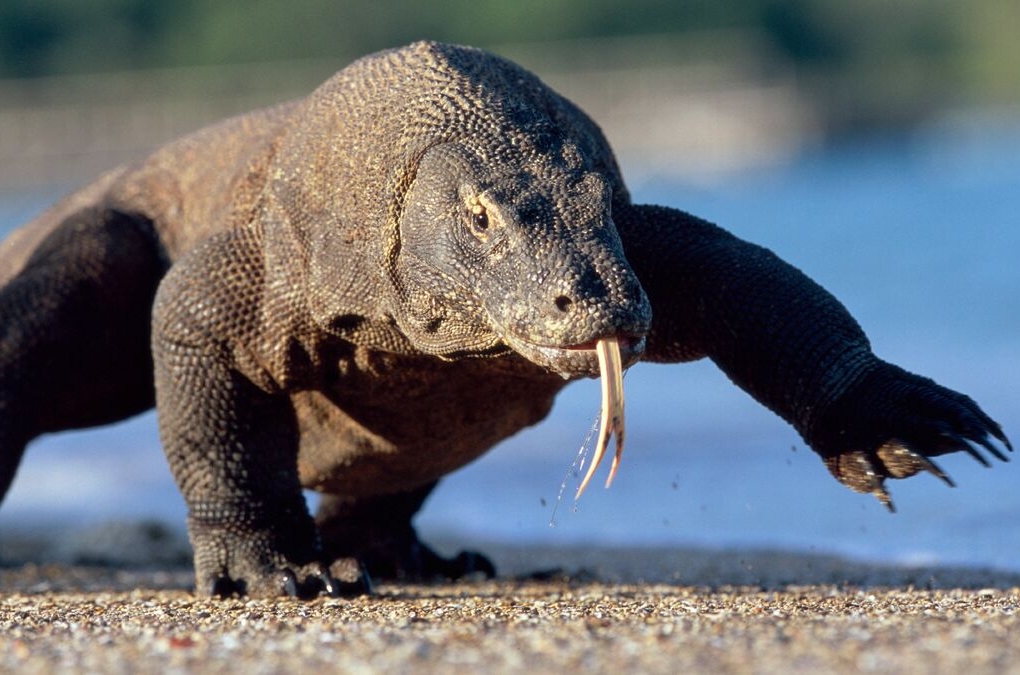 اژدها وارد میشود؛ آخرین بازمانده دایناسورها با ترفندی زهرآگین! اژدها وارد میشود؛ آخرین بازمانده دایناسورها با ترفندی زهرآگین!