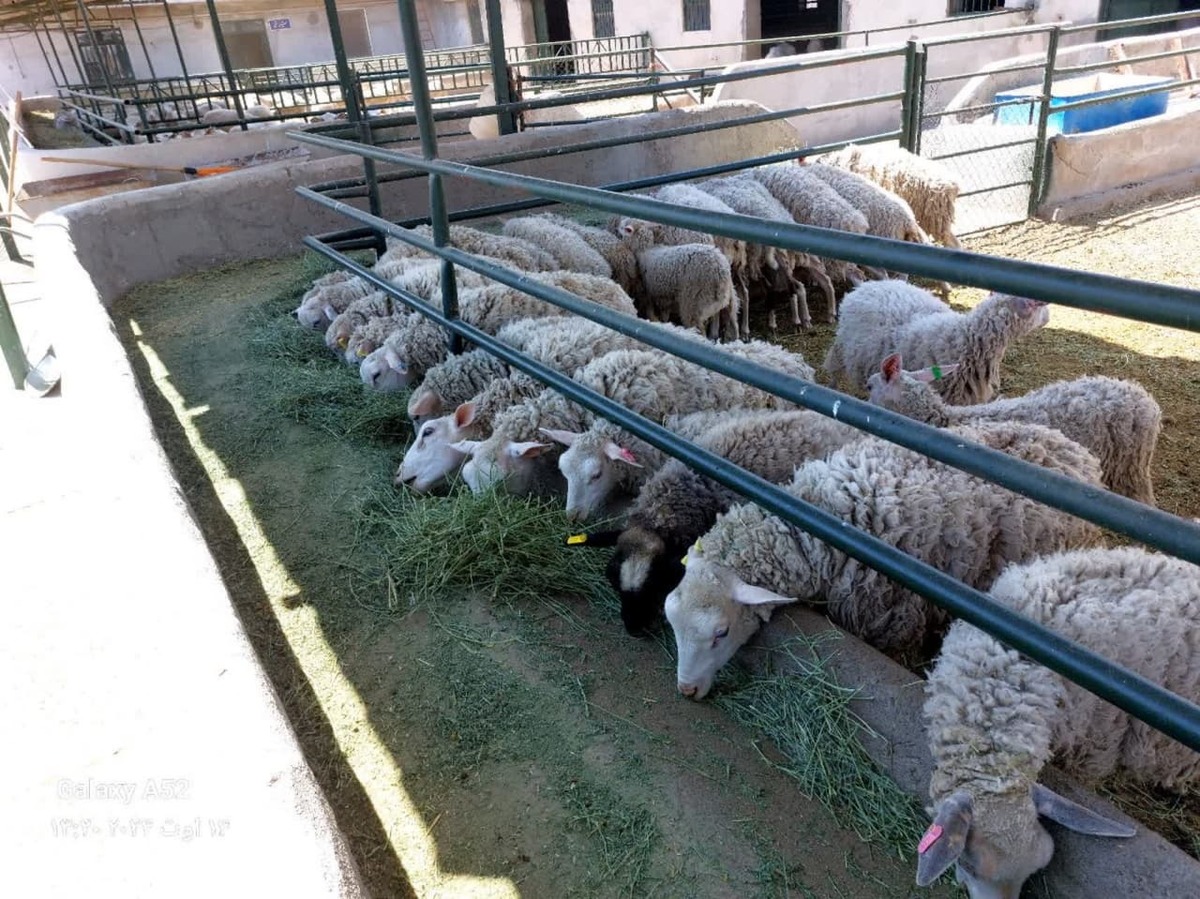 اصلاح نژاد گله‌ دامداران در دستور کار دانشگاه آزاد  دانشی که افزایش تولید را دنبال می‌کند