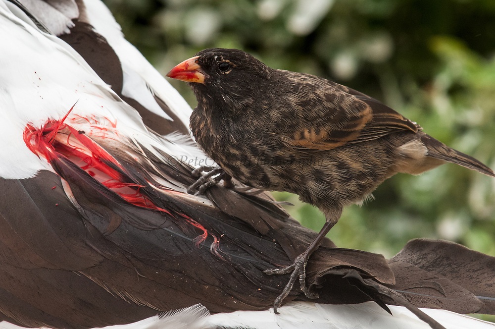 راز مخوف سهره خون‌آشام/ از دراکولای دنیای پرندگان چه می‌دانید؟
