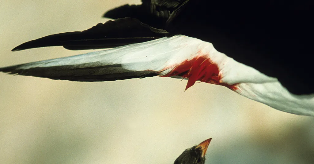 راز مخوف سهره خونآشام/ از دراکولای دنیای پرندگان چه میدانید؟ راز مخوف سهره خونآشام/ از دراکولای دنیای پرندگان چه میدانید؟