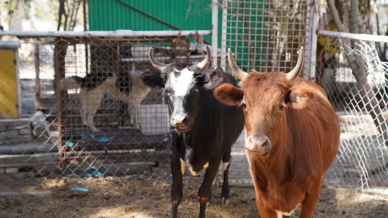 «سرای نوآوری» حلقه وصل دانشگاه و صنعت/ واحد‌های فناور علوم دامپزشکی پذیرش می‌شوند