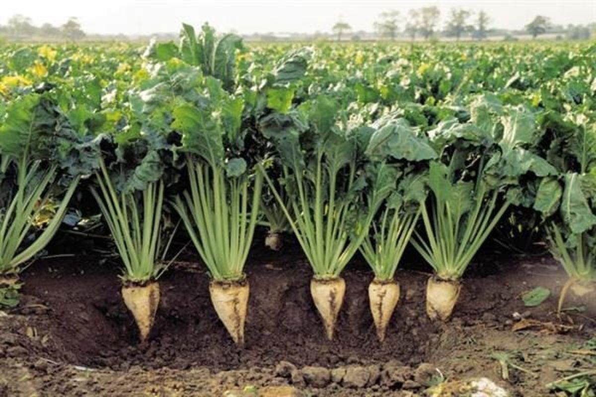 تولید بذر چغندر قند با قیمت کمتر از نصف نمونه خارجی تولید بذر چغندر قند با قیمت کمتر از نصف نمونه خارجی