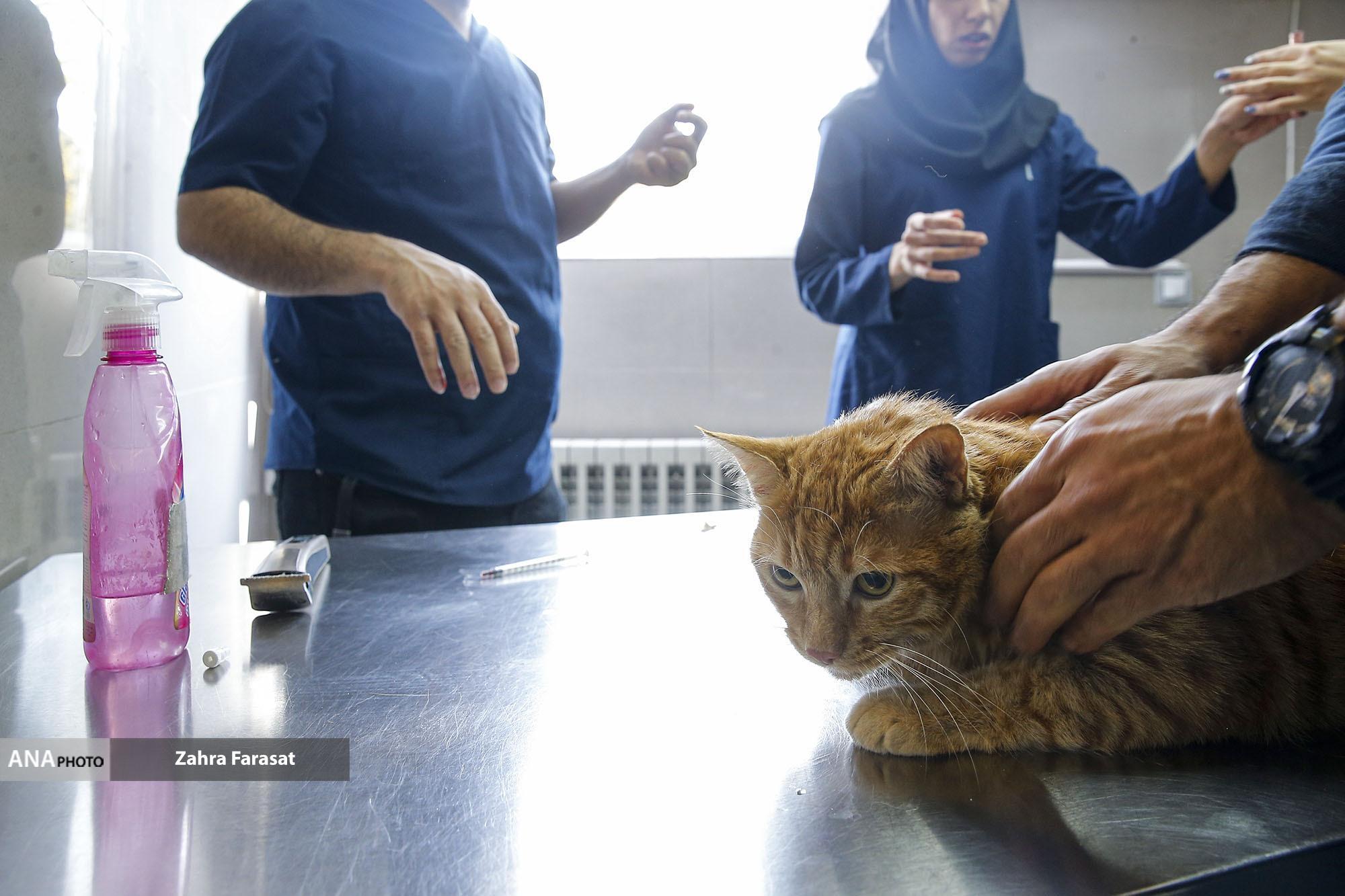 بانک خون حیوانات خانگی اقدامی جدید در بیمارستان دامپزشکی دانش/تکمیل نیست بانک خون حیوانات خانگی اقدامی جدید در بیمارستان دامپزشکی دانش/تکمیل نیست