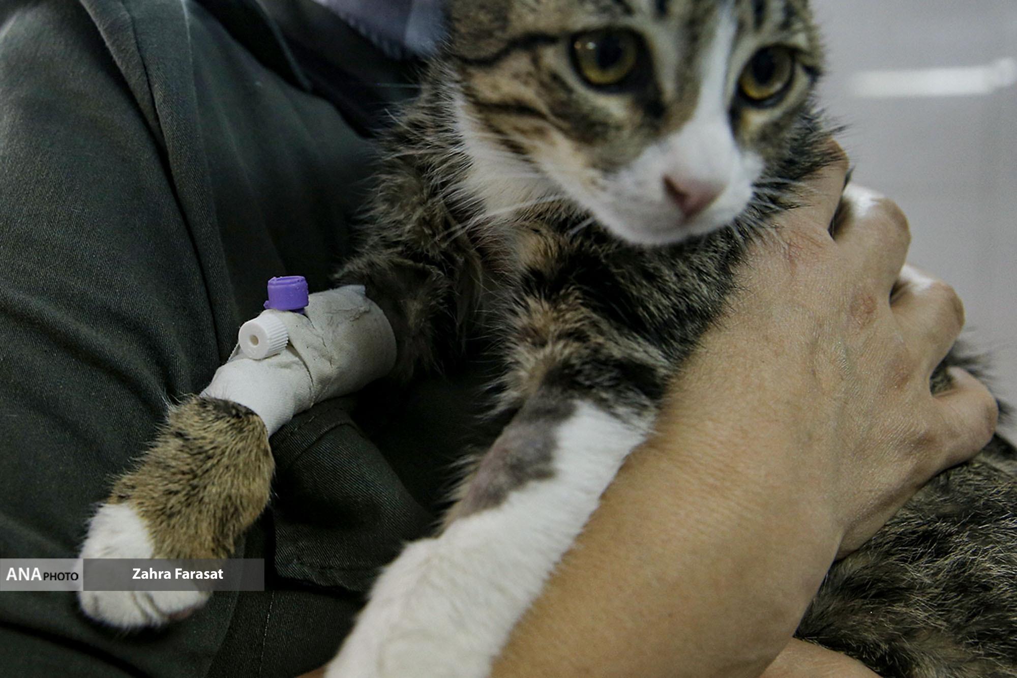 بانک خون حیوانات خانگی اقدامی جدید در بیمارستان دامپزشکی دانش/تکمیل نیست بانک خون حیوانات خانگی اقدامی جدید در بیمارستان دامپزشکی دانش/تکمیل نیست