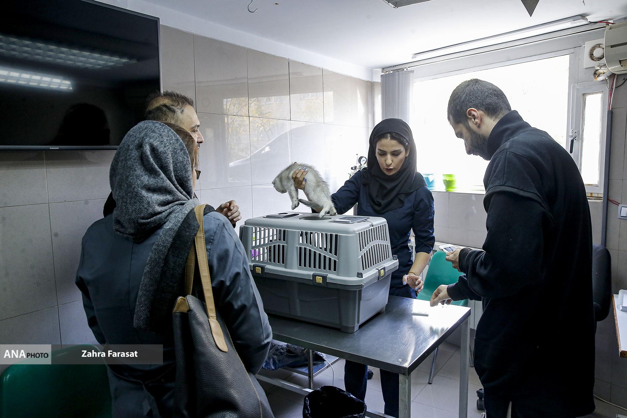 بانک خون حیوانات خانگی اقدامی جدید در بیمارستان دامپزشکی دانش/تکمیل نیست بانک خون حیوانات خانگی اقدامی جدید در بیمارستان دامپزشکی دانش/تکمیل نیست