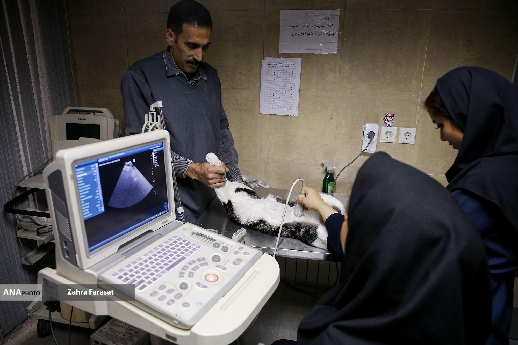 بانک خون حیوانات خانگی اقدامی جدید در بیمارستان دامپزشکی دانش/تکمیل نیست بانک خون حیوانات خانگی اقدامی جدید در بیمارستان دامپزشکی دانش/تکمیل نیست