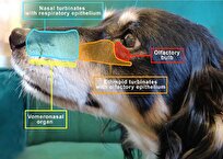 بینی سگ‌ها دو مجرای هوایی دارد؛ یکی برای تنفس و دیگری برای بویایی!