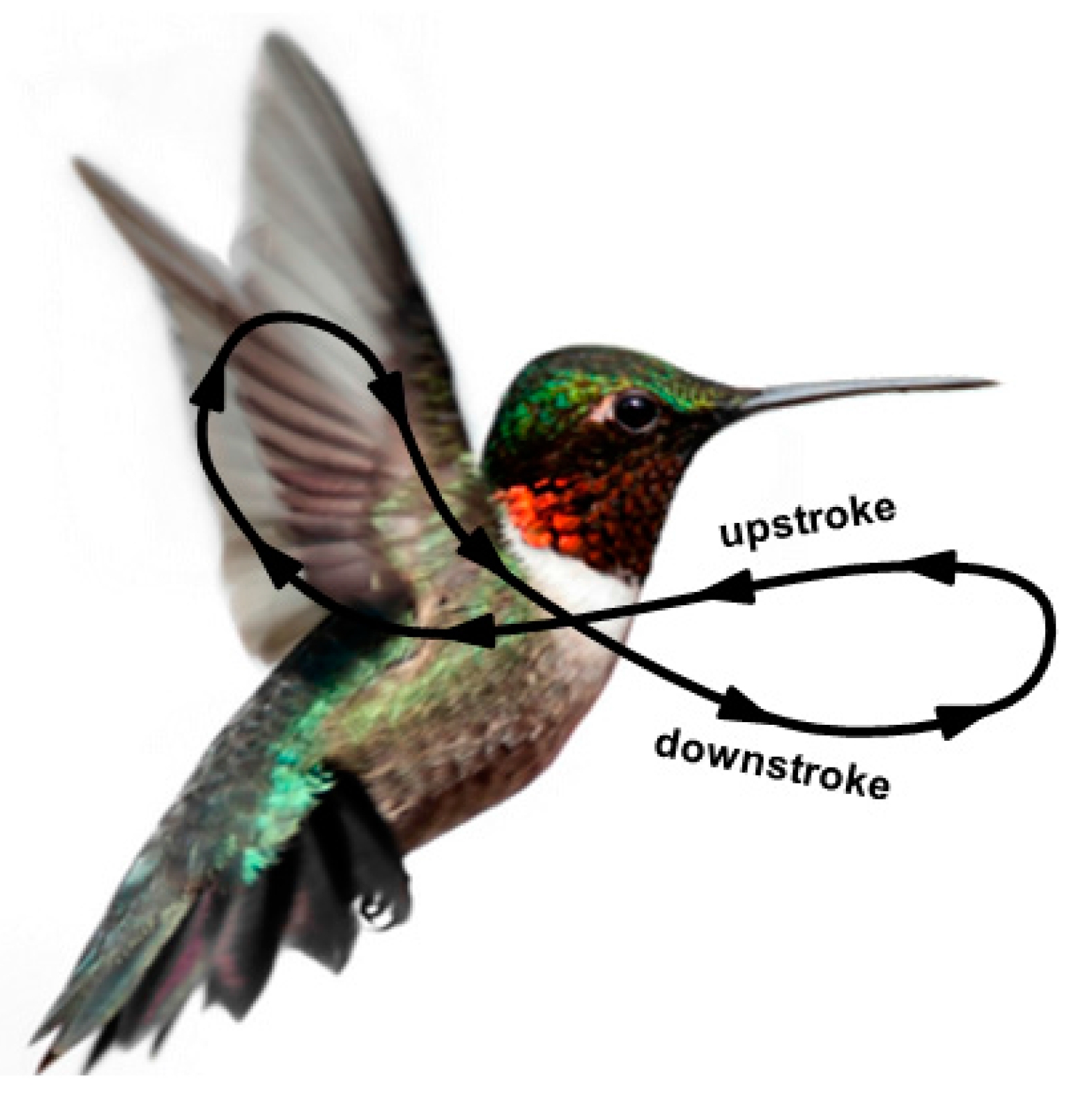 مرغ مگس‌خوار؛ پرنده‌ای با توانایی شگفت پس‌پرش!