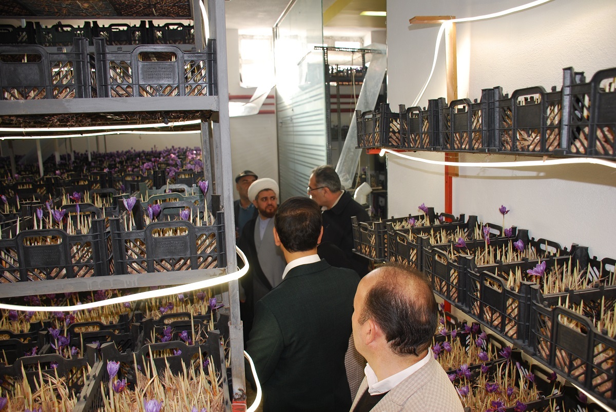 برداشت محصول زعفران به روش ایروپونیک دانشگاه آزاد مرند برداشت محصول زعفران به روش ایروپونیک دانشگاه آزاد مرند