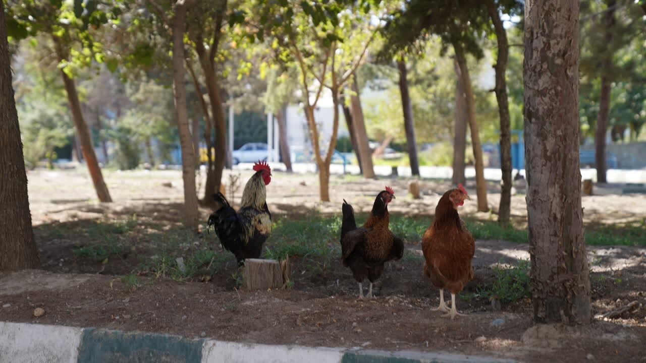 تولید حیوانات آزمایشگاهی در سرای نوآوری دامپزشکی؛ فناورانی که خدمات دامی ارائه می‌دهند