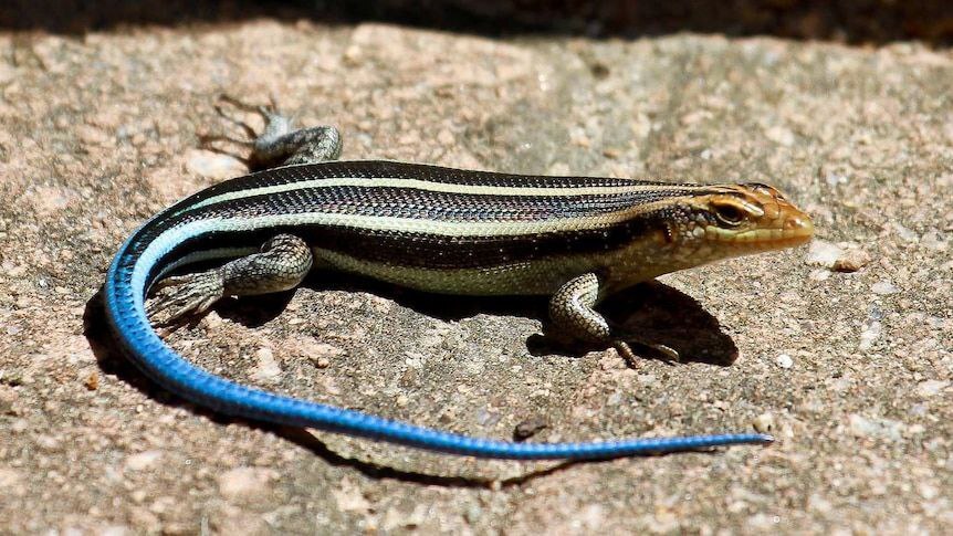 ویژگی شگفتانگیز مارمولکها؛ قطع کردن دم برای بقا! ویژگی شگفتانگیز مارمولکها؛ قطع کردن دم برای بقا!