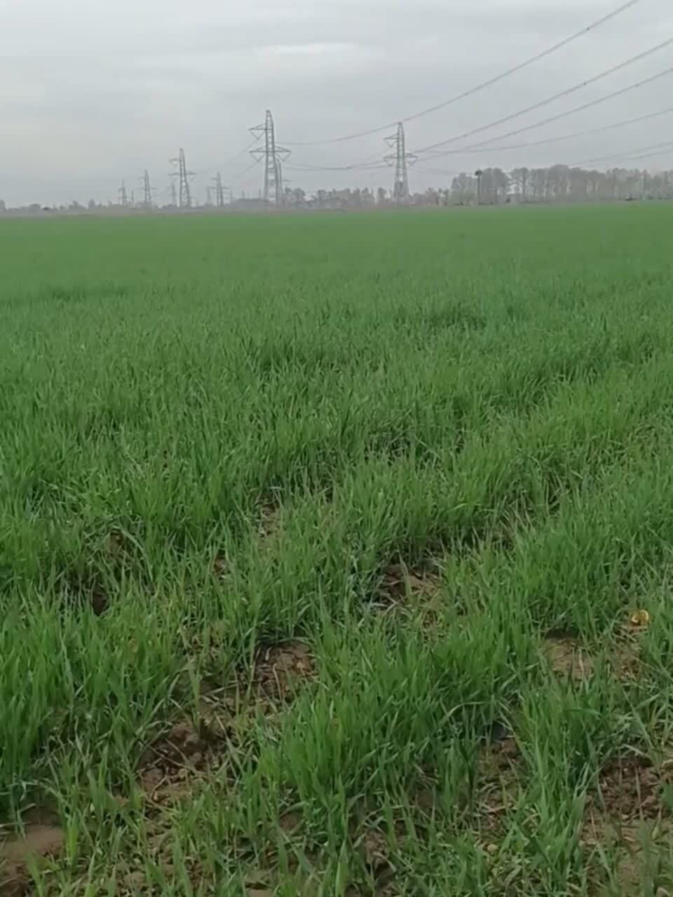 افزایش کمی و کیفی محصولات با هوشمندسازی کشاورزی؛ دانشگاه دست در دست آبفا افزایش کمی و کیفی محصولات با هوشمندسازی کشاورزی؛ دانشگاه دست در دست آبفا