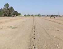 آغاز-کاشت-نهال-پسته-در-مزرعه-تحقیقاتی-دانشگاه-آزاد-دامغان