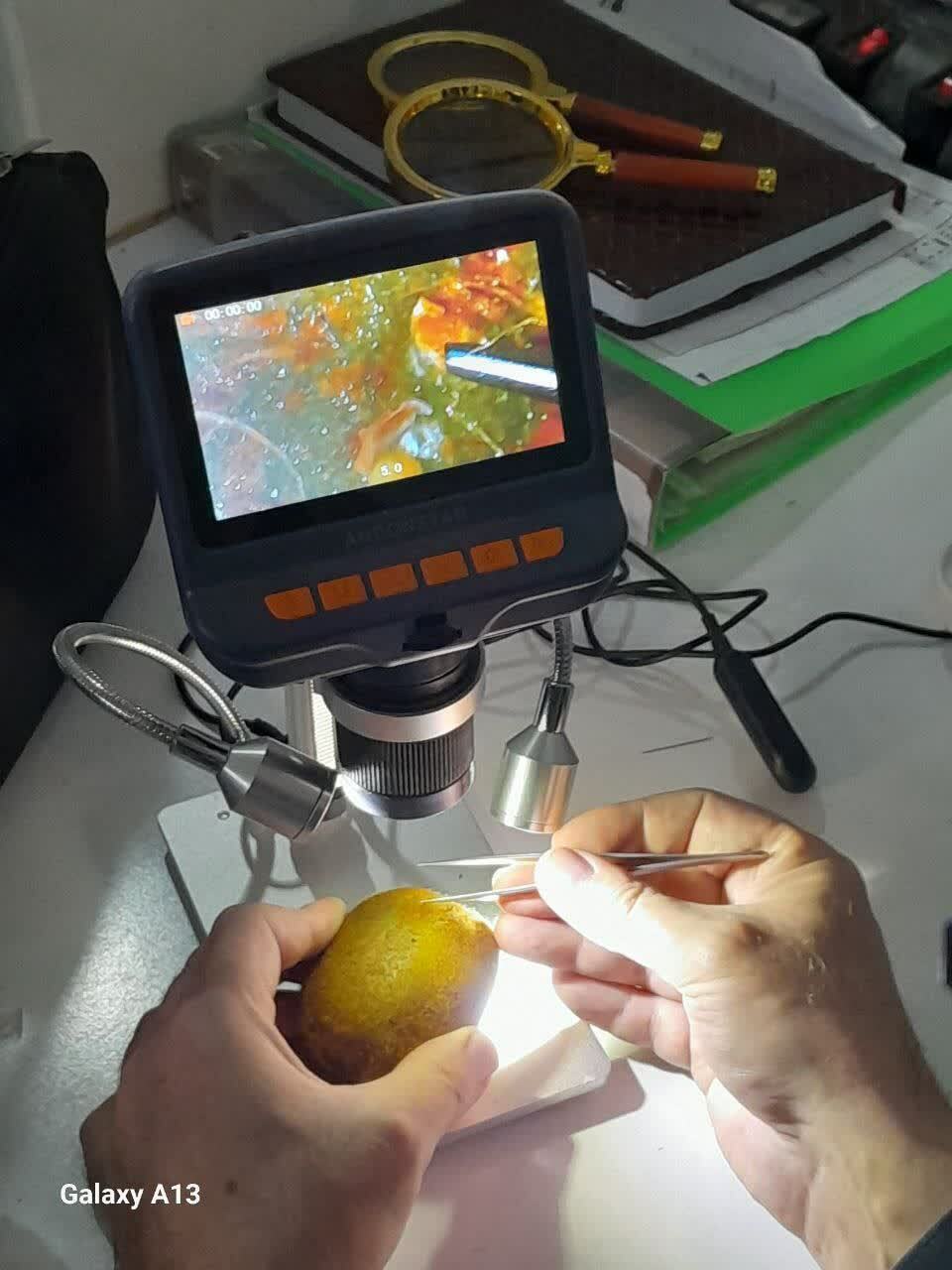 رونق فعالیت کلینیک گیاه‌پزشکی دانشگاه آزاد گیلان در ایام نوروز