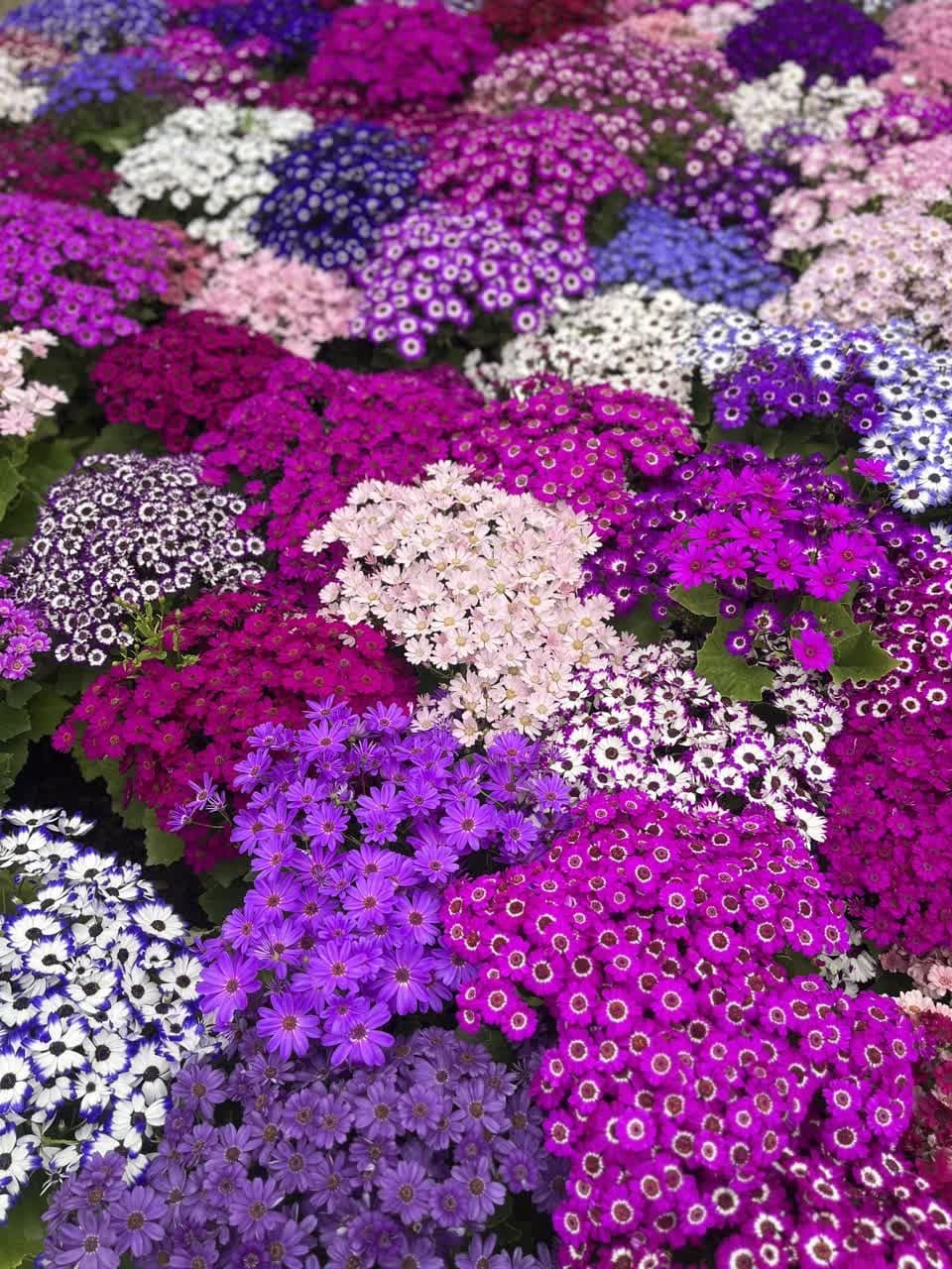 دستاورد/ گرگان