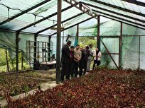 احیای-گلخانه-تولیدی-دانشگاه-آزاد-نور-با-تکثیر-۵۰-هزار-اصله-قلمه