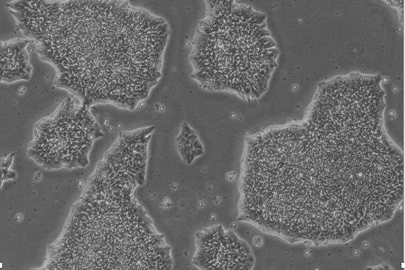 سلولهای بنیادی پرتوان سلولهای بنیادی، تجارت و پرتگاه اخلاق یا نجات و رویای شفا