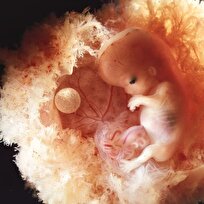 از بی‌شکلی تا زندگی؛ راز نهفته در سلول آغازین