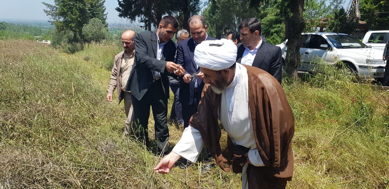 کسب درآمد غیرشهریهای دانشگاه آزاد بابل با برداشت کلزا کسب درآمد غیرشهریهای دانشگاه آزاد بابل با برداشت کلزا