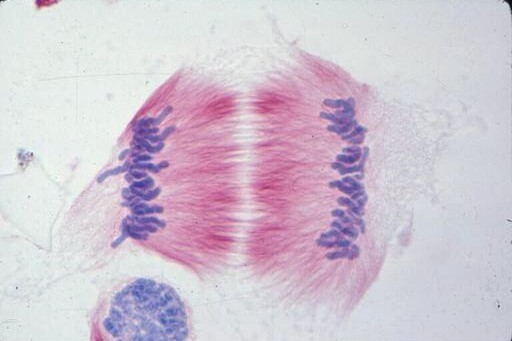 دوک میتوزی؛ ارکستری برای تقسیم سلول دوک میتوزی؛ ارکستری برای تقسیم سلول