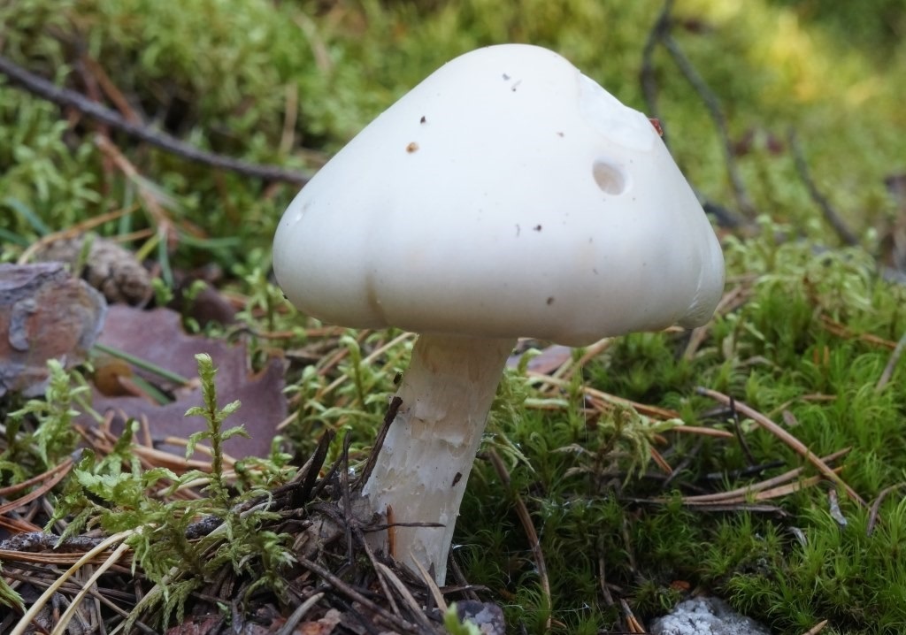 قارچهای سمی وقتی ظاهر زیبا، فریب میدهد قارچهای سمی وقتی ظاهر زیبا، فریب میدهد