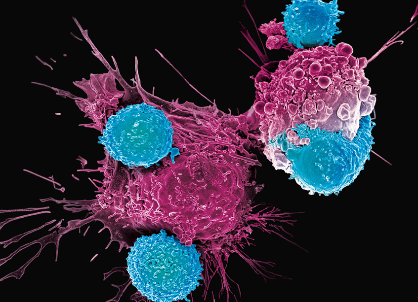 راز‌های سلول‌های بنیادی؛ درمانی معجزه آسا یا رویایی دور؟