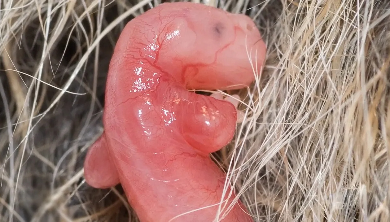 کانگوروها چگونه تولد را به تعویق میاندازند؟ کانگوروها چگونه تولد را به تعویق میاندازند؟