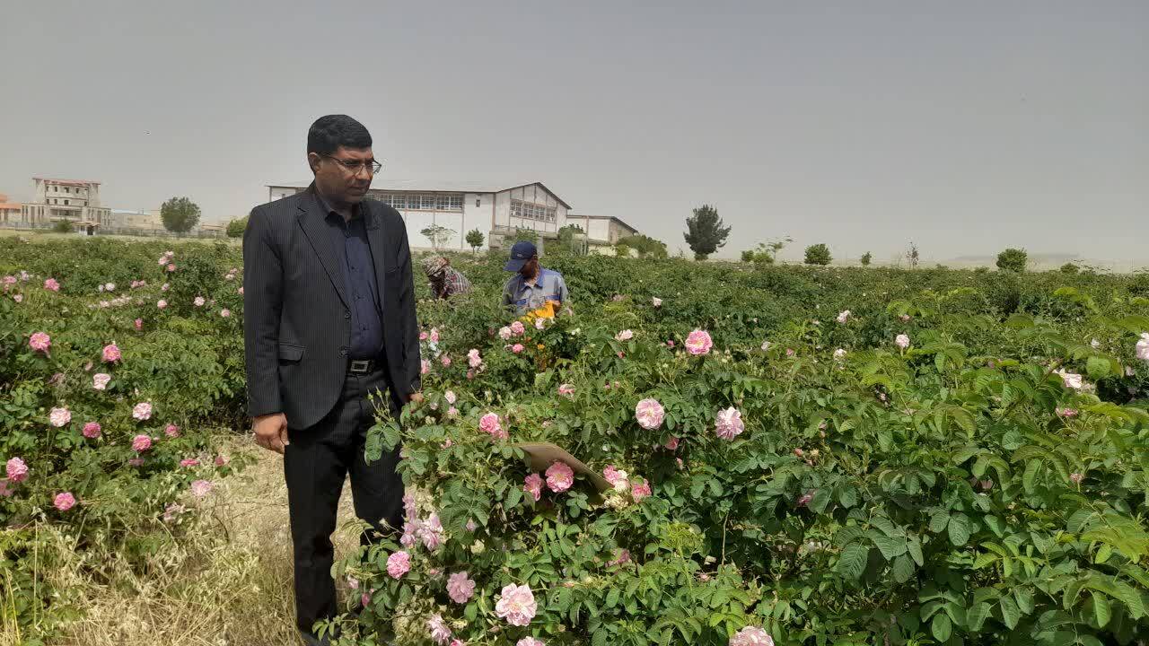 آغاز برداشت گل محمدی ارگانیک از مزرعه تحقیقاتی دانشگاه آزاد دهدشت؛ بیش از ۵۰۰ لیتر گلاب طبیعی تولید میشود آغاز برداشت گل محمدی ارگانیک از مزرعه تحقیقاتی دانشگاه آزاد دهدشت؛ بیش از ۵۰۰ لیتر گلاب طبیعی تولید میشود
