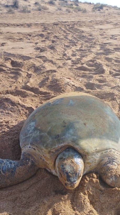 کسب درآمدغیرشهریه‌ایی از پروژه ازدیاد لاک‌پشت‌های دریایی