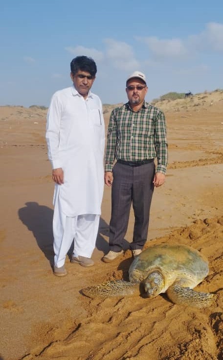 کسب درآمدغیرشهریهایی از پروژه ازدیاد لاکپشتهای دریایی کسب درآمدغیرشهریهایی از پروژه ازدیاد لاکپشتهای دریایی