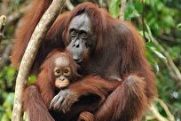 شباهت هوش زبانی اورانگوتان‌ها با انسان