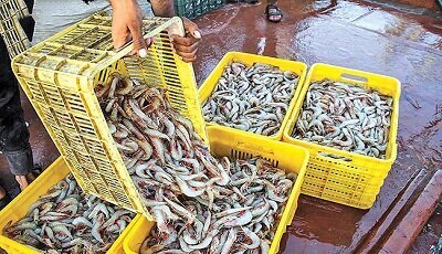 سرزمین نخل و آفتاب؛ فرصتی برای ورود به بازارهای منطقه‌ای و بین‌المللی؛ سنگ‌بنایی که رئیس جمهور شهید با منطقه تجاری گذاشت