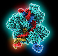 اولین موفقیت ویرایش ژن در انسان