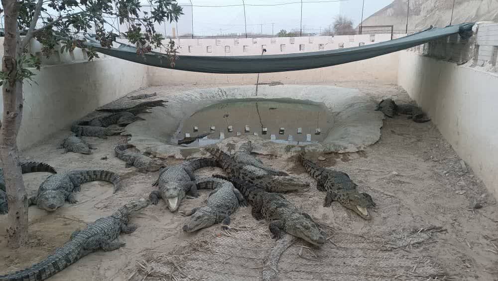 از ارتقاء و انتقال دانش فنی در حفاظت از تنوع زیستی تا ایجاد فرصت‌های علمی ـ اقتصادی در منطقه مکران