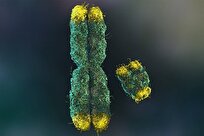 کروموزوم‌های جنسی چگونه قد را شکل می‌دهند