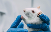 وقتی سیستئین کم شود بدن به جنگ چربی‌ها می‌رود