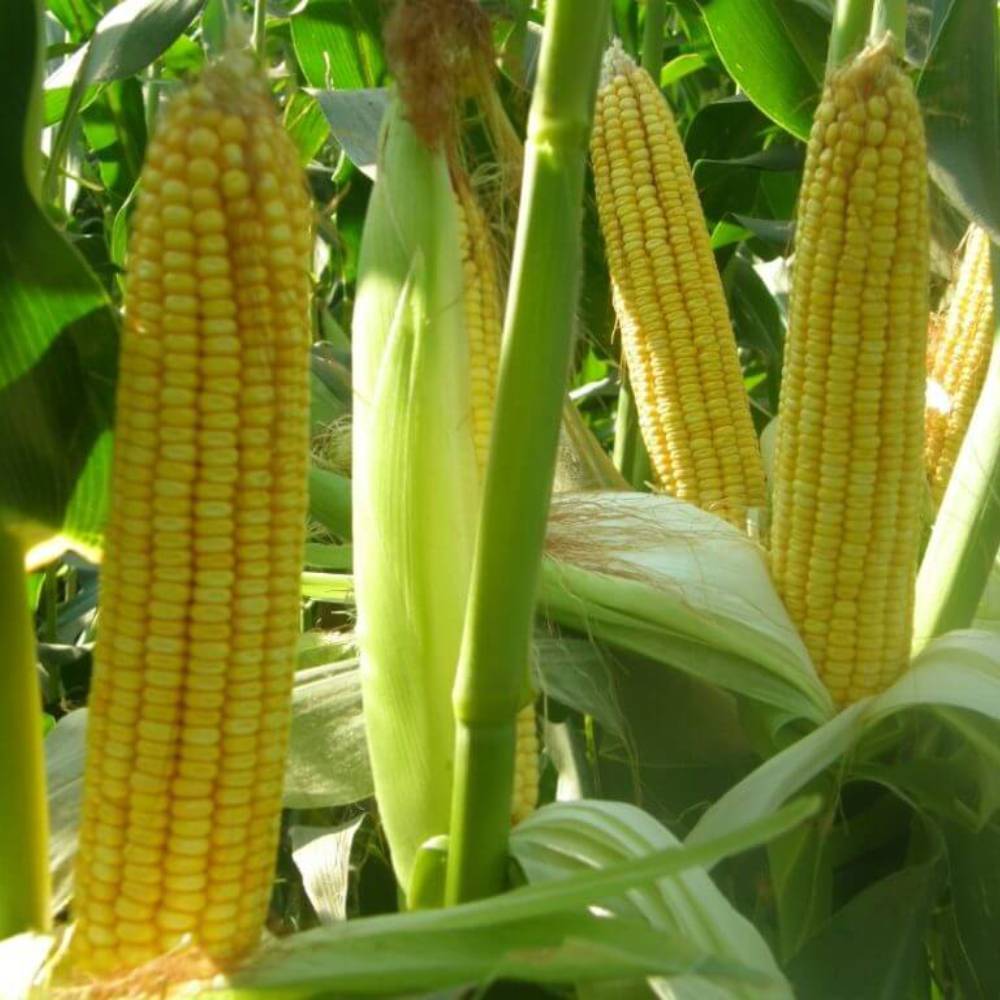 تقویت امنیت غذایی کشور با تولید بذر هیبرید تقویت امنیت غذایی کشور با تولید بذر هیبرید