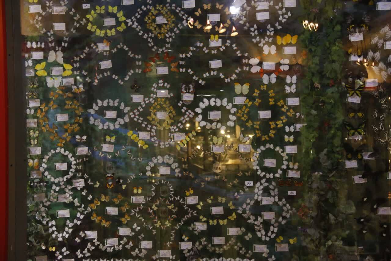 موزه آمادای؛ نماد علمی، فرهنگی و بین‌المللی دانشگاه آزاد اسلامی