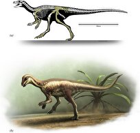 کشف گونه جدیدی از دایناسور در اندازه سگ