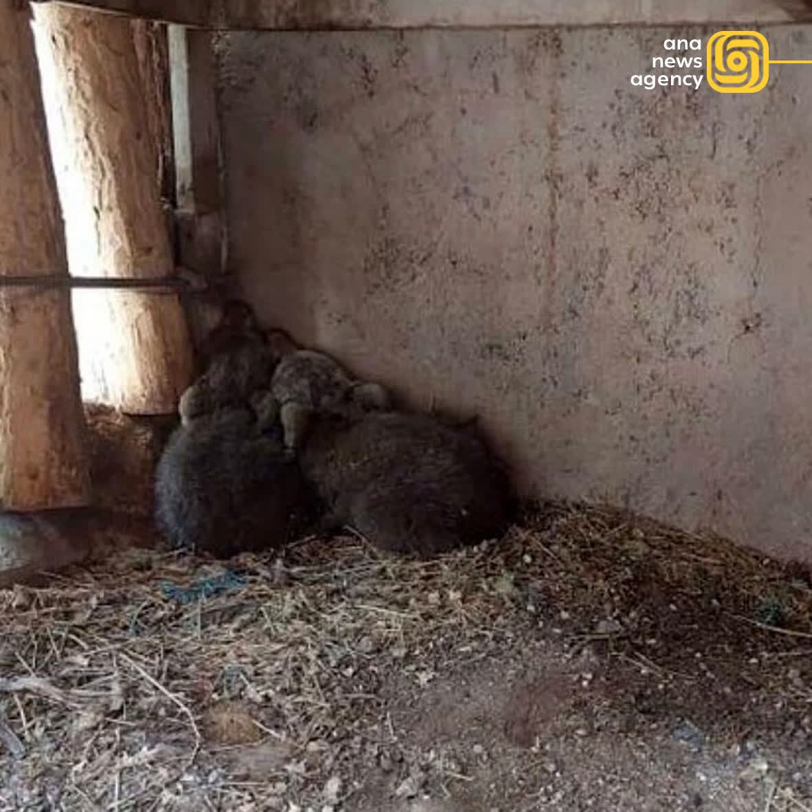 رویدادهای استانی به روایت آنا + فیلم و عکس رویدادهای استانی به روایت آنا + فیلم و عکس