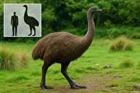 احیای پرنده ۳.۵ متری پس از ۶۰۰ سال ماموریت غیرممکن است؟ 