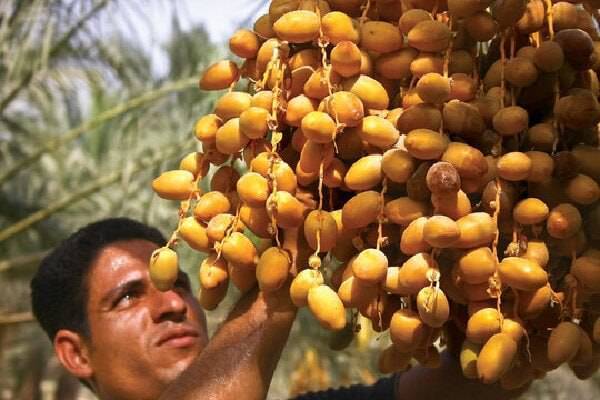 رویدادهای استانی از نگاه آنا + فیلم و عکس