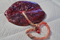 جفت-معماری-شگفت‌انگیز-طبیعت-برای-اتصال-۲-زندگی