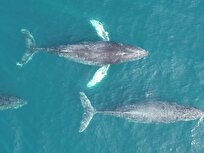 تغییر اقلیم و مرگ‌های غیرمنتظره نهنگ‌های دارای بالن