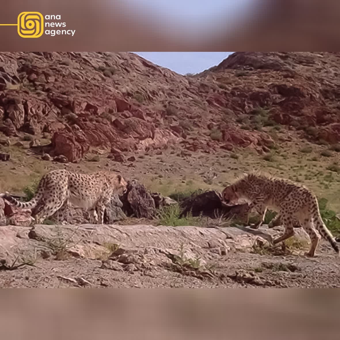 اخبار و رویدادهای استانی از نگاه آنا + فیلم اخبار و رویدادهای استانی از نگاه آنا + فیلم