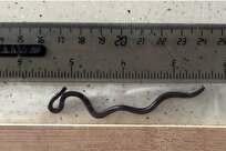 «تِتراکِیلوستوما کارلای» دوباره در باربادوس دیده شد!